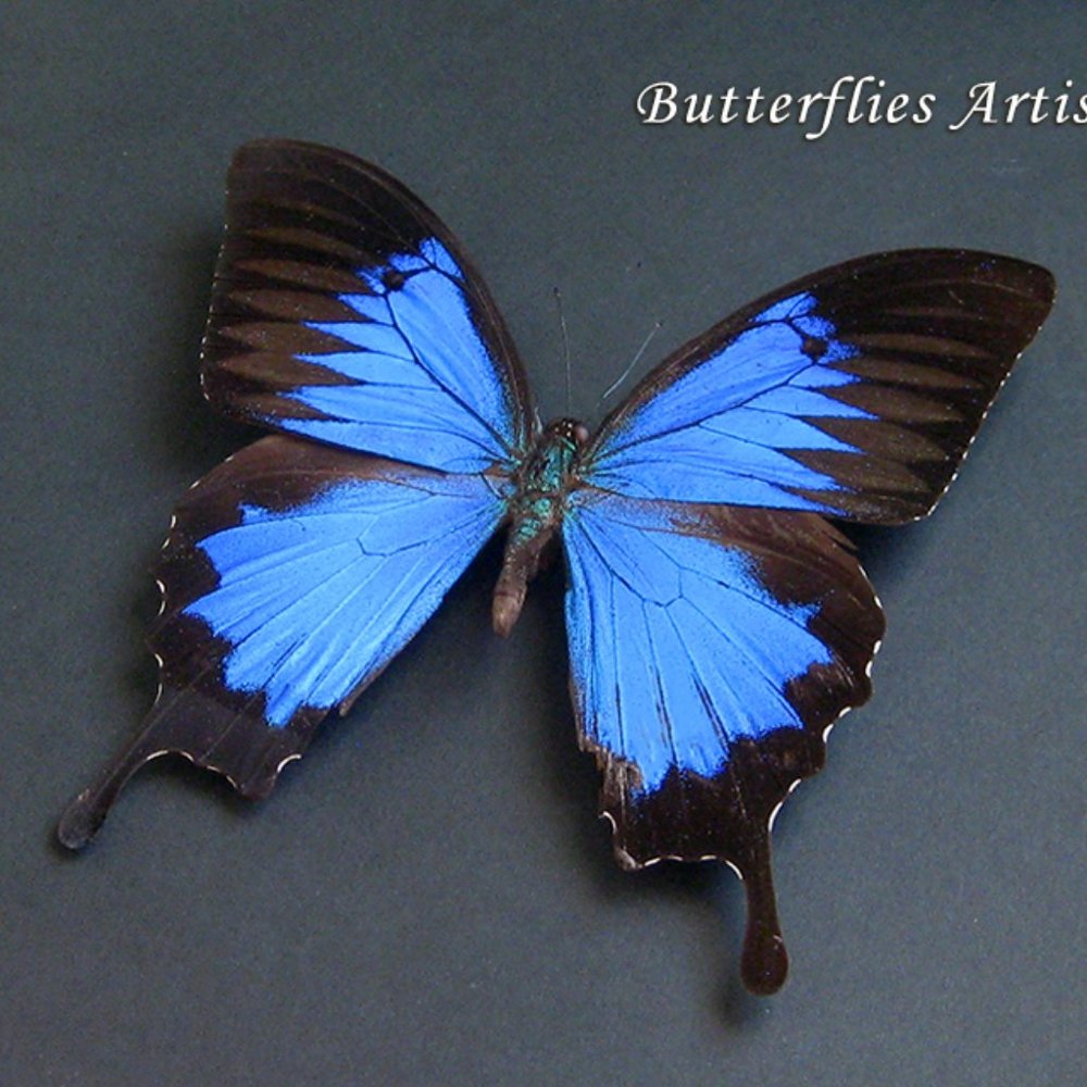 Metallic Blue Swallowtail Papilio Ulysses Butterfly Framed Entomology Shadowbox